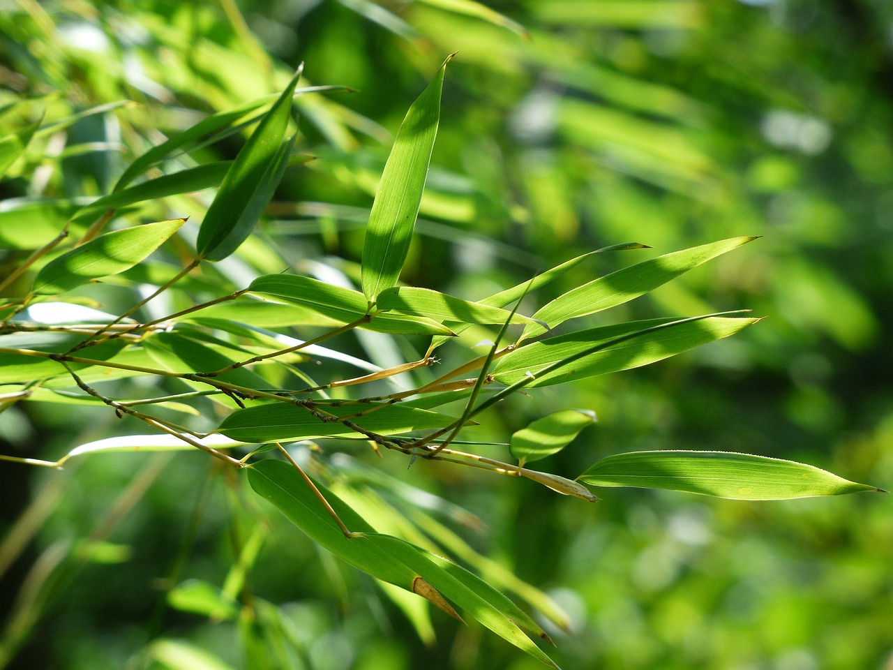 How to Plant and Grow Bamboo